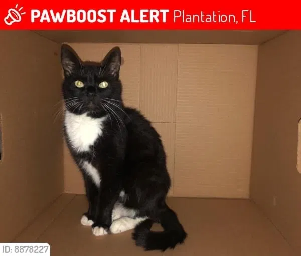 Lost cat in Fort Lauderdale, FL, 33317