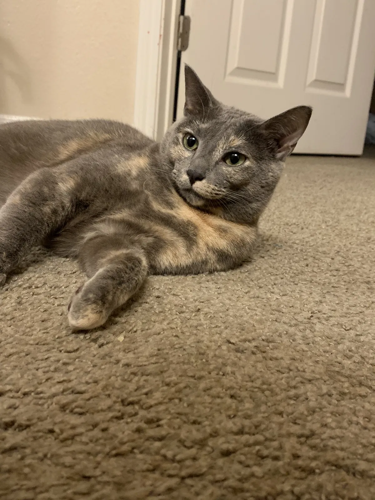 Lost cat in Plano, TX, 75093