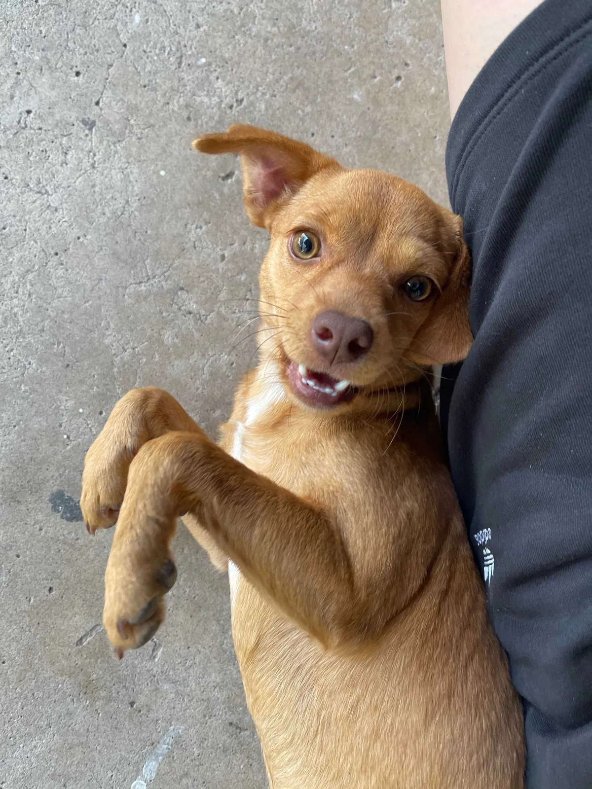 Lost dog in Raymondville, TX, 78580