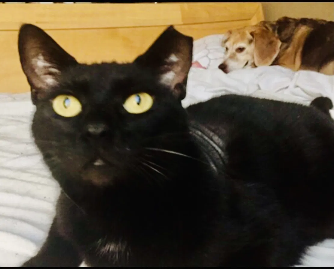 Lost cat in Zephyrhills, FL, 33541