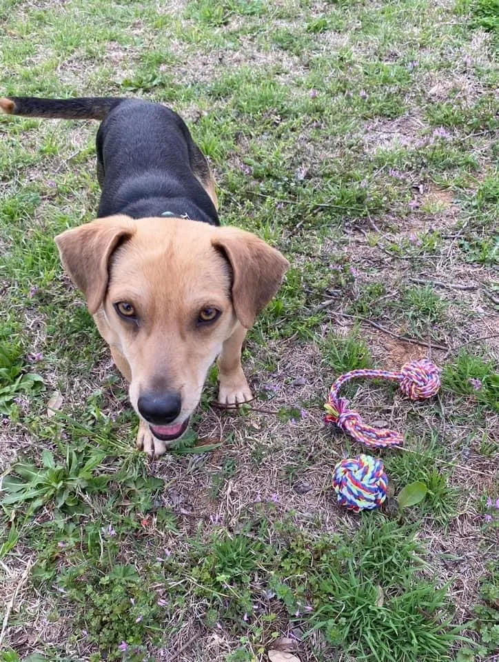 Lost dog in Cleburne, TX, 76033