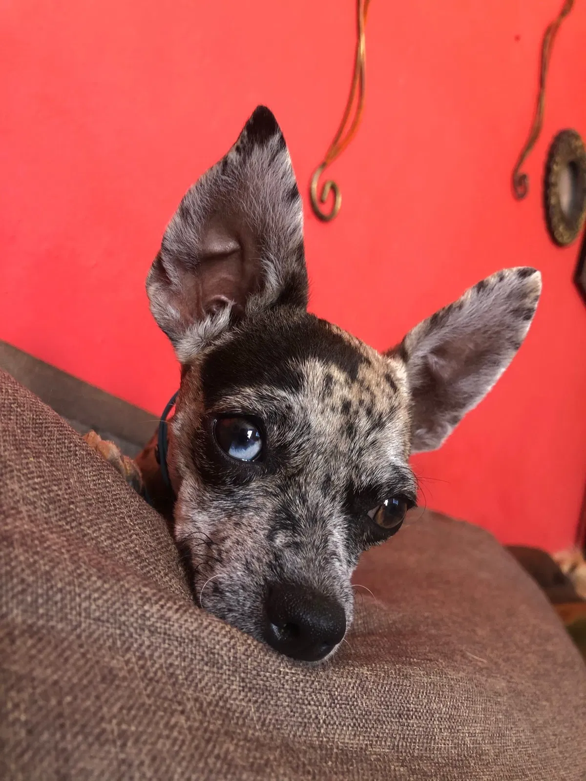 Lost dog in Goldsboro, NC, 27534