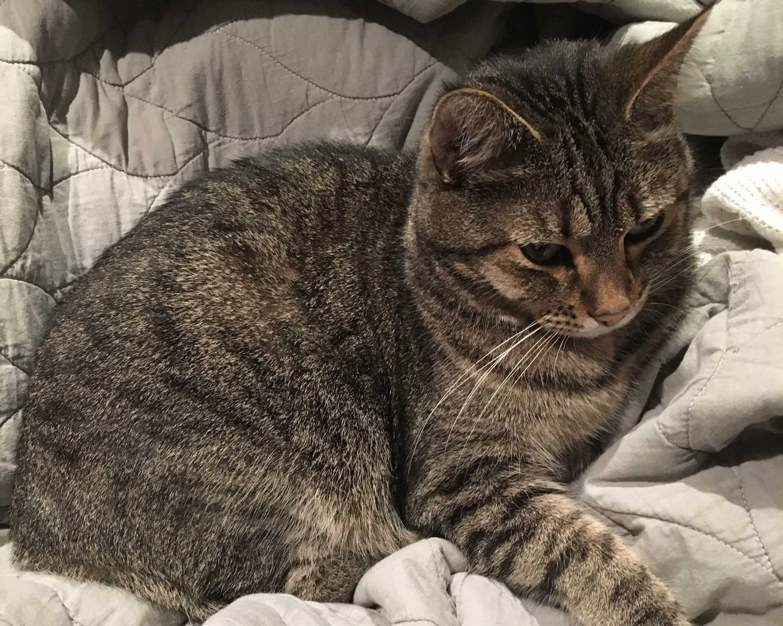 Lost cat in Bethesda, MD, 20814