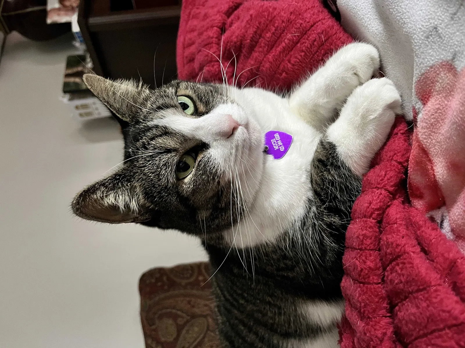 Lost cat in Virginia Beach, VA, 23464
