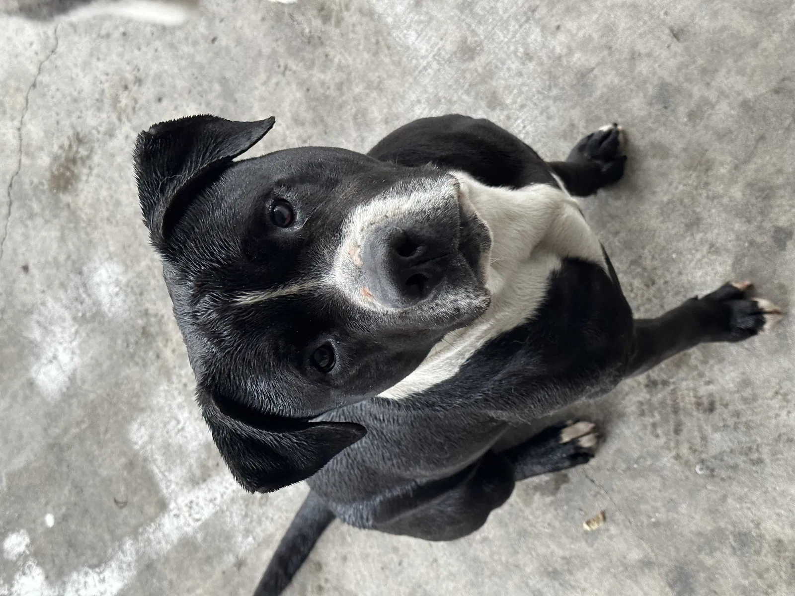 Lost dog in Los Angeles, CA, 90059