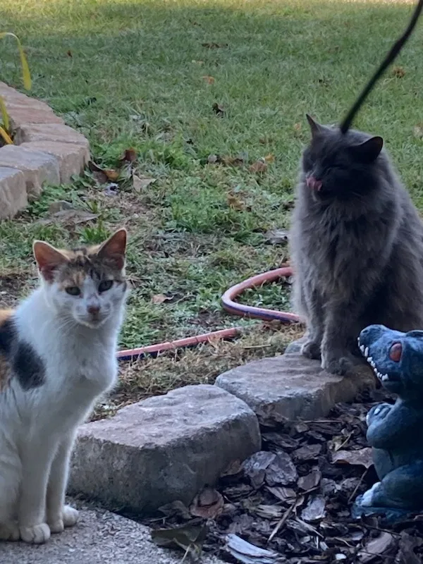 Lost cat in New Port Richey, FL, 34653