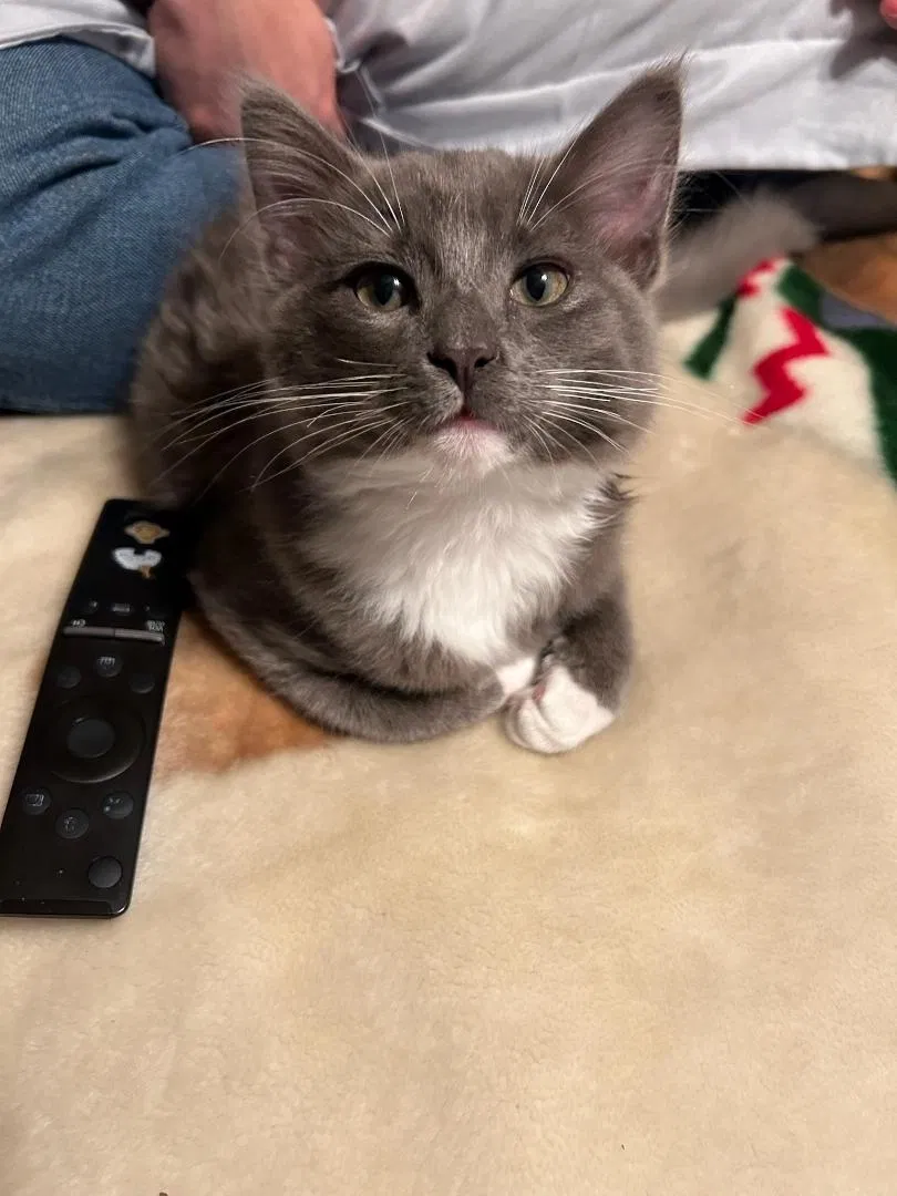 Lost cat in Garden Grove, CA, 92840