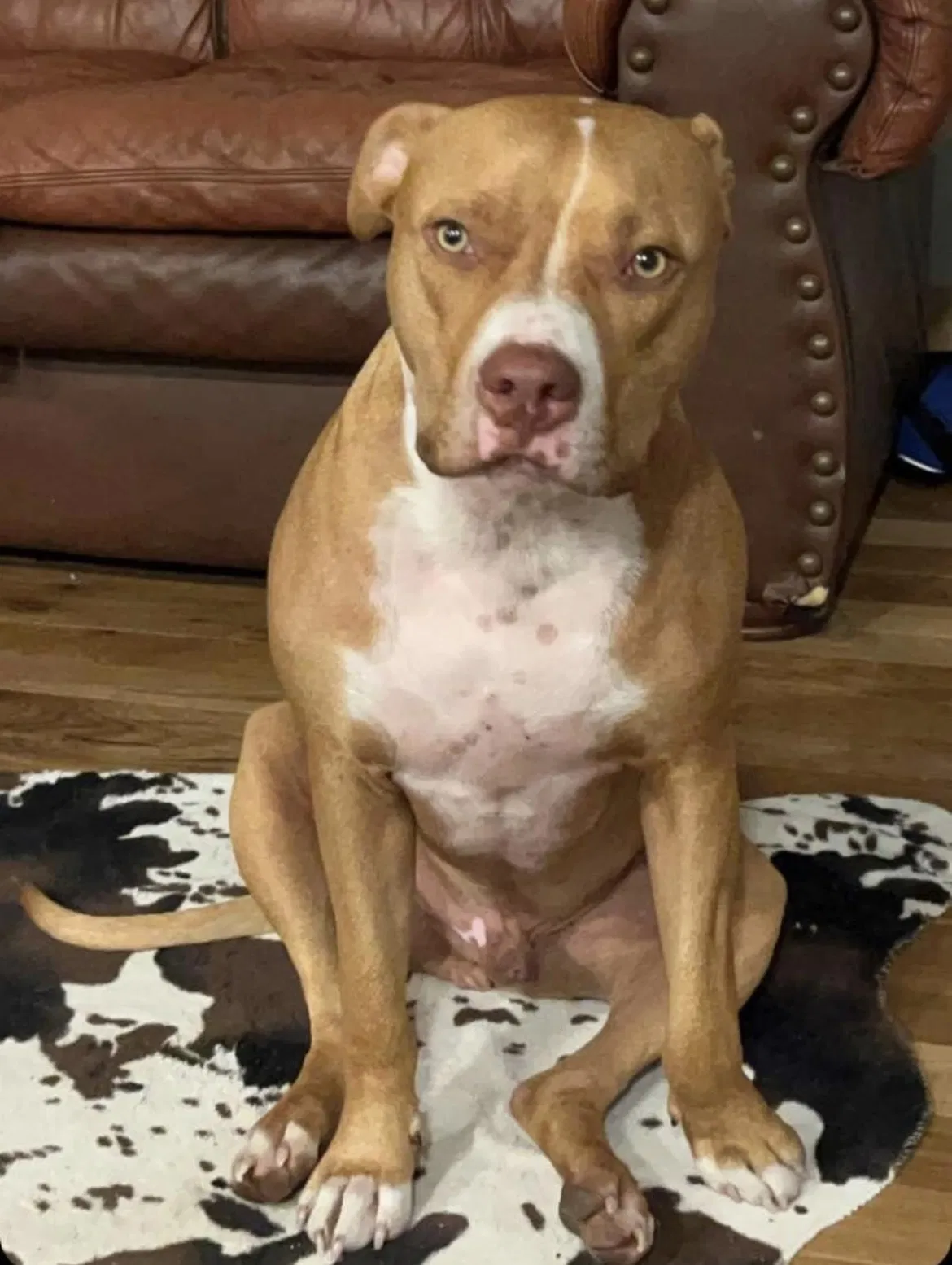 Lost dog in Ashland City, TN, 37015