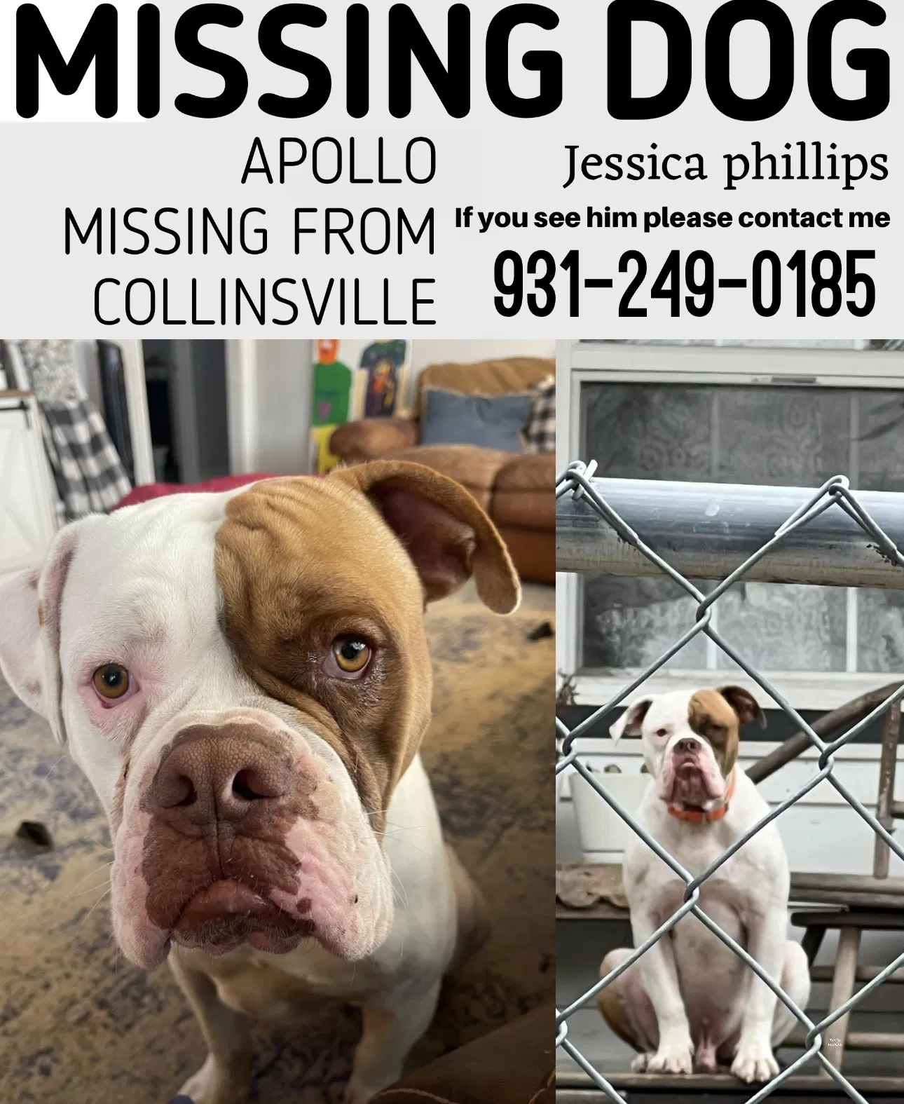 Lost dog in Collinsville, OK, 74021
