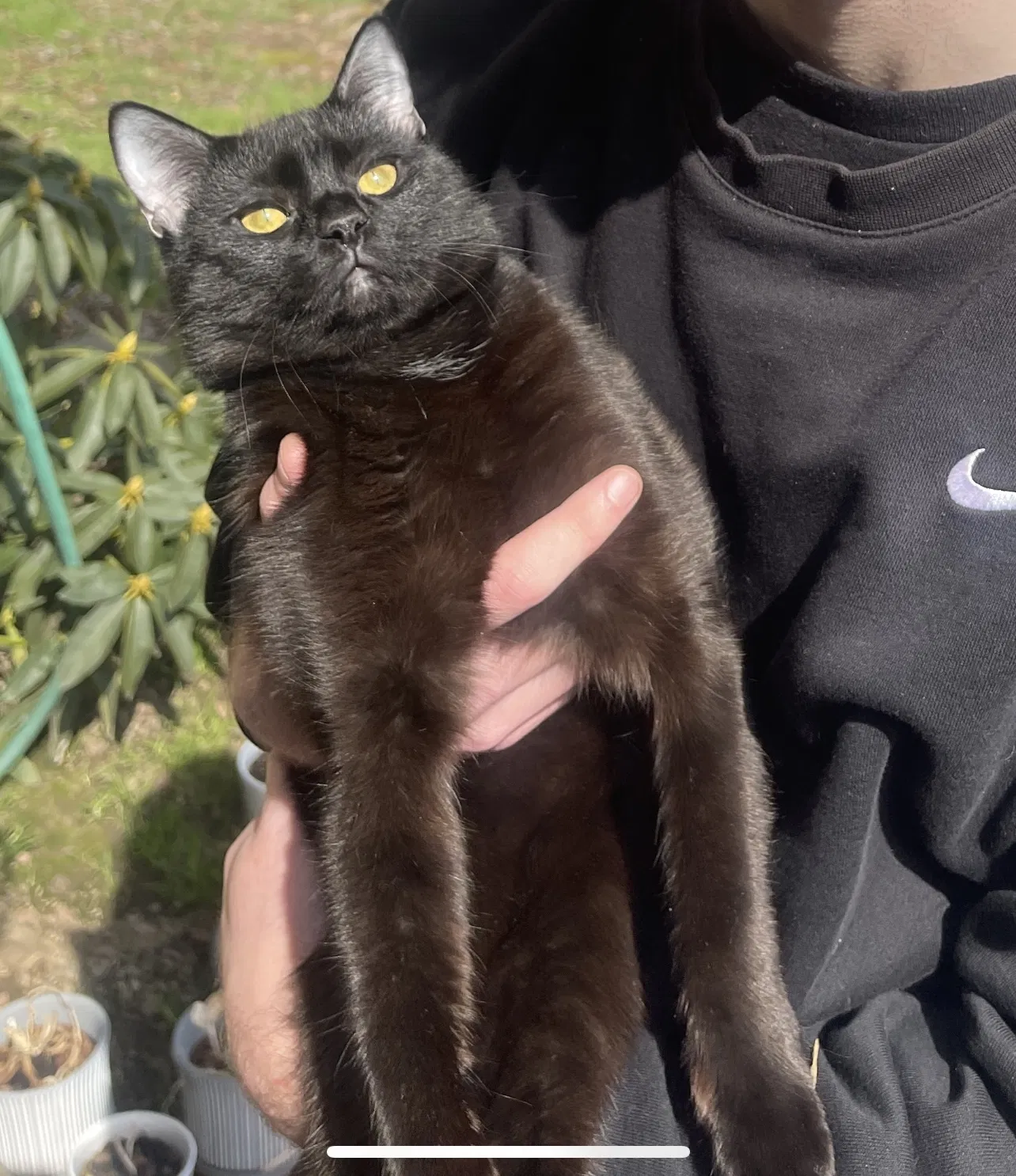 Lost cat in Salem, OR, 97305