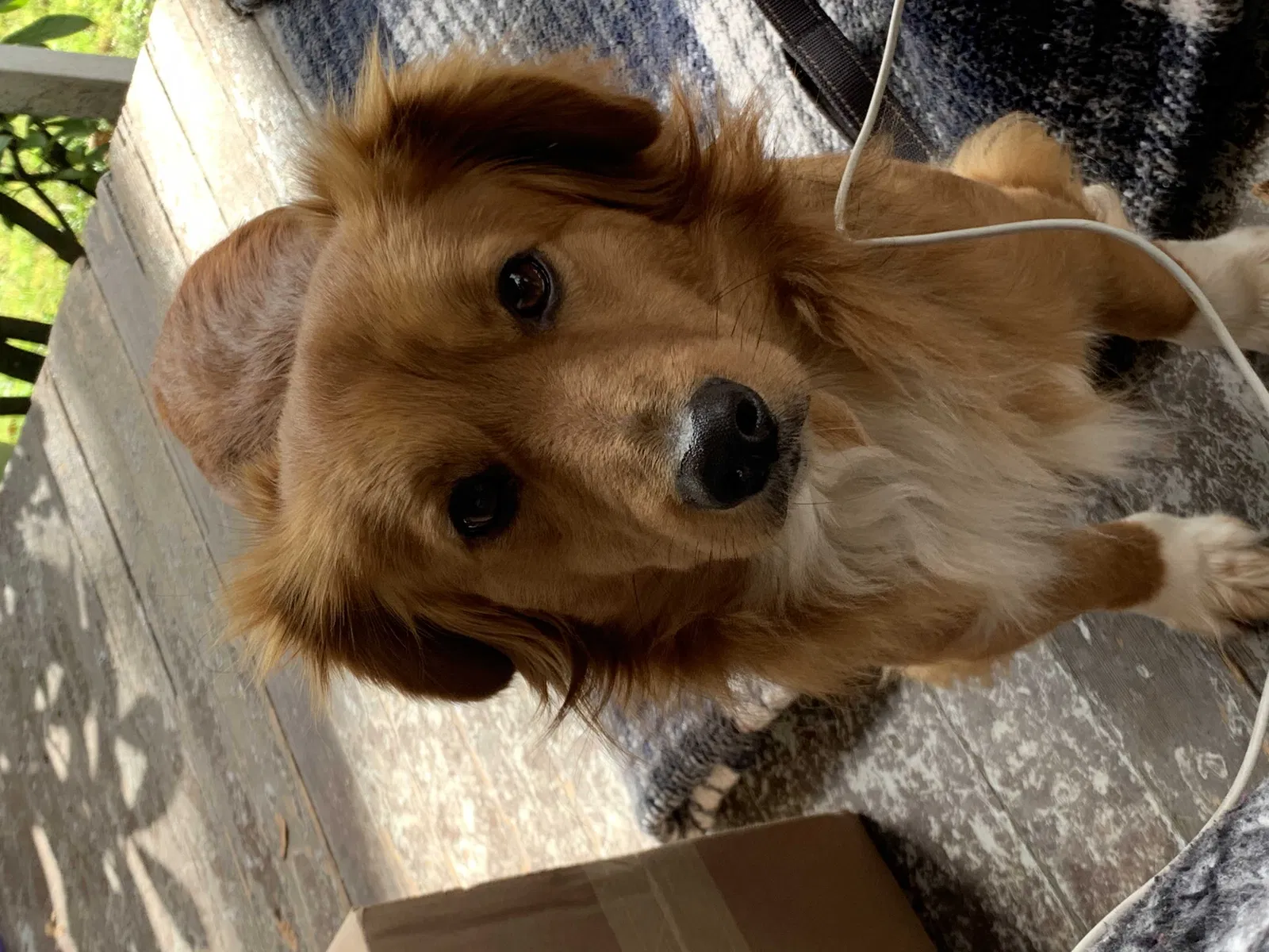 Found dog in Eugene, OR, 97401