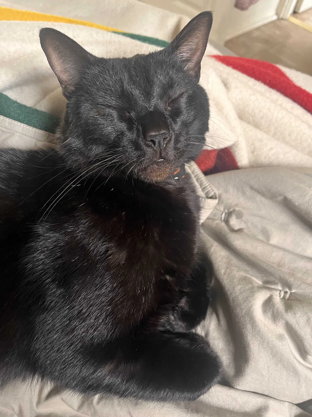 Lost cat in San Diego, CA, 92104