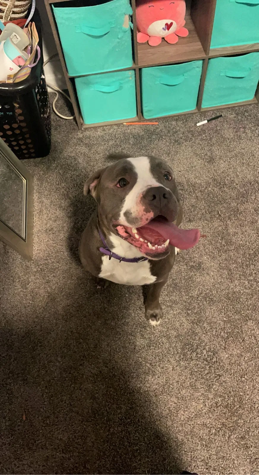 Lost dog in Detroit, MI, 48210