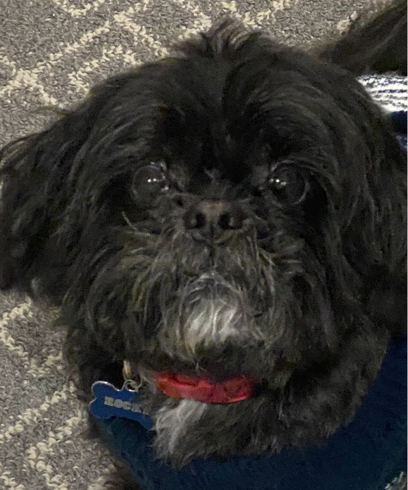Lost dog in Grosse Pointe, MI, 48230