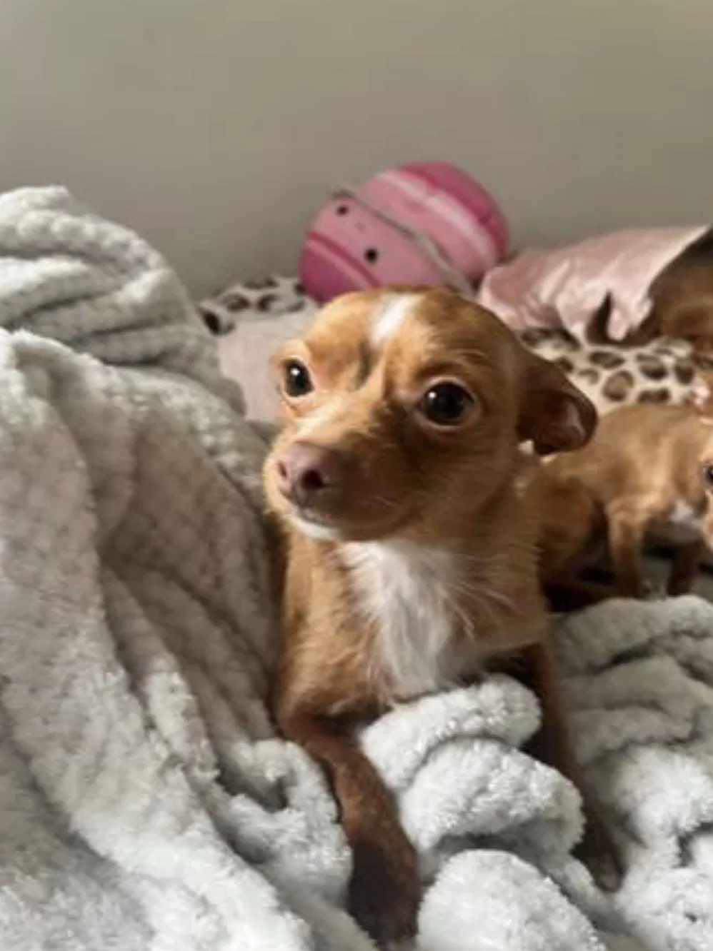 Lost dog in Beaverton, OR, 97006