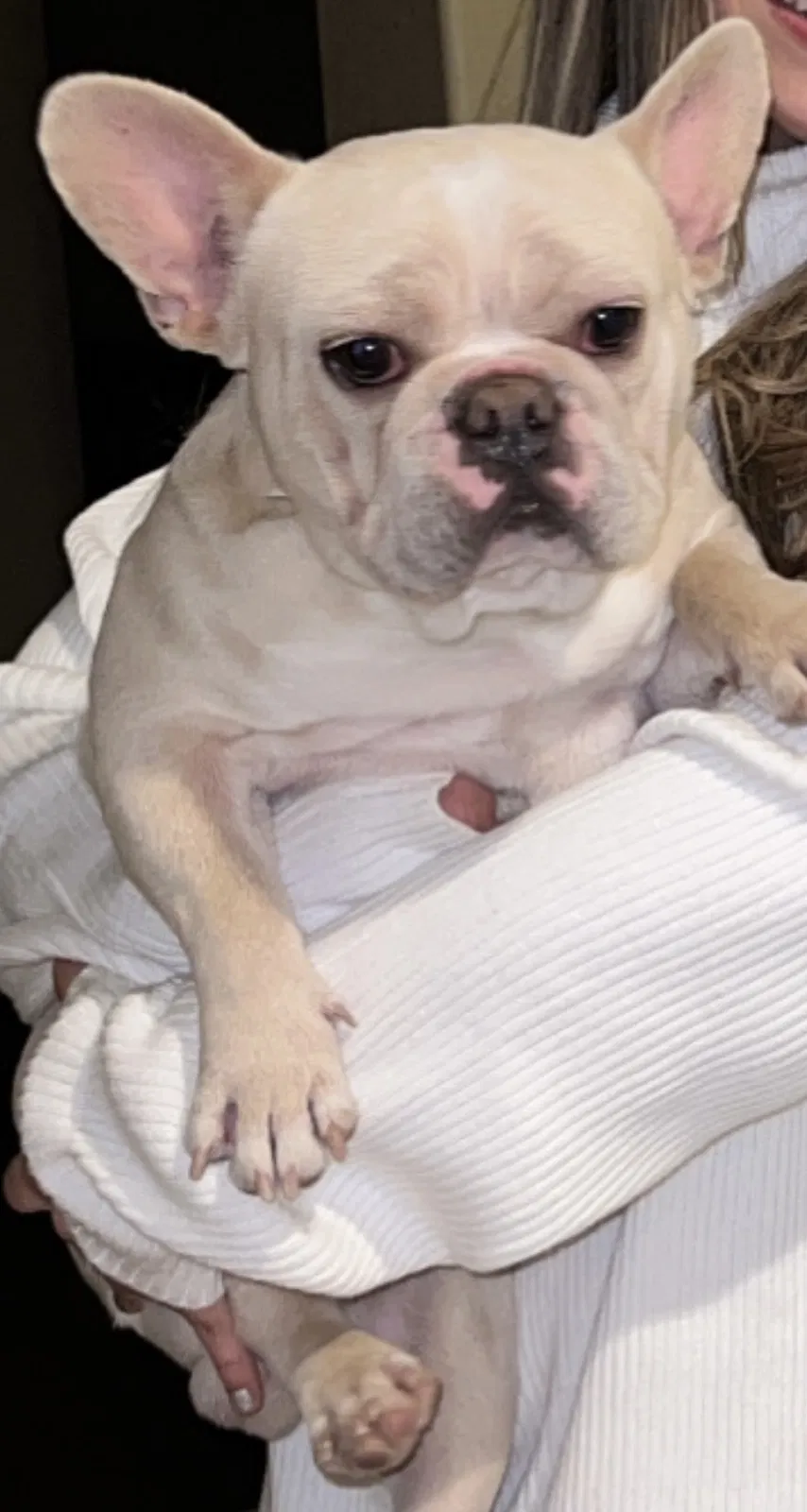 Lost dog in Lancaster, CA, 93536