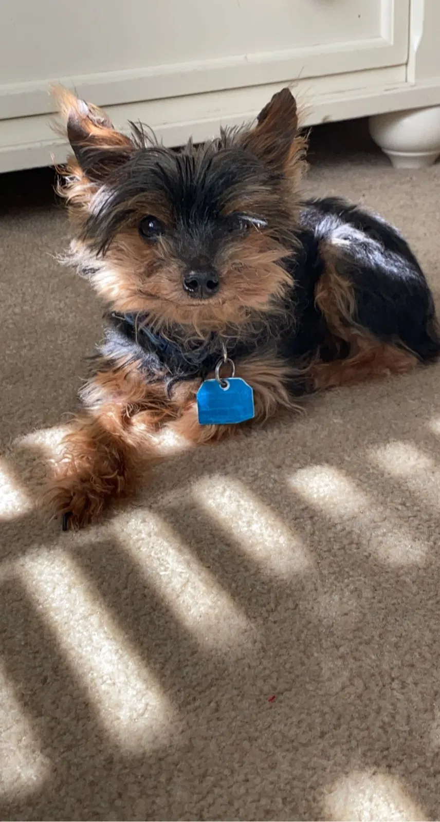 Lost dog in Victorville, CA, 92392