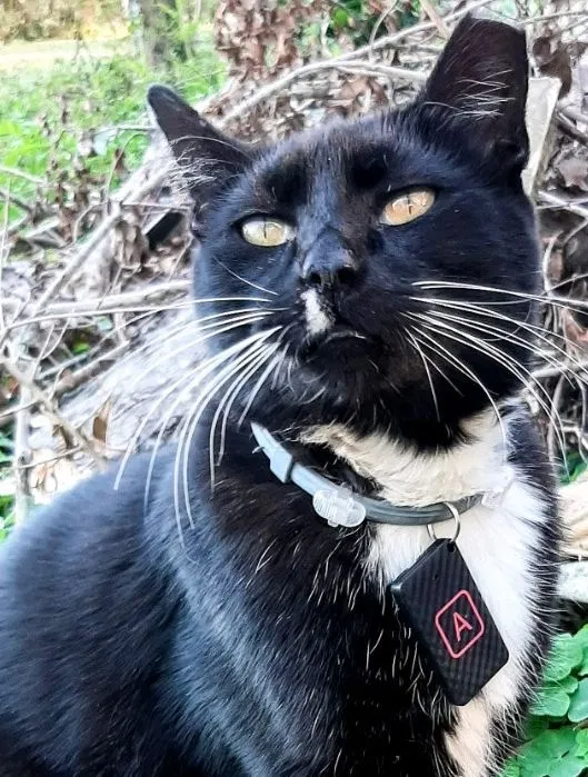 Lost cat in Pensacola, FL, 32507
