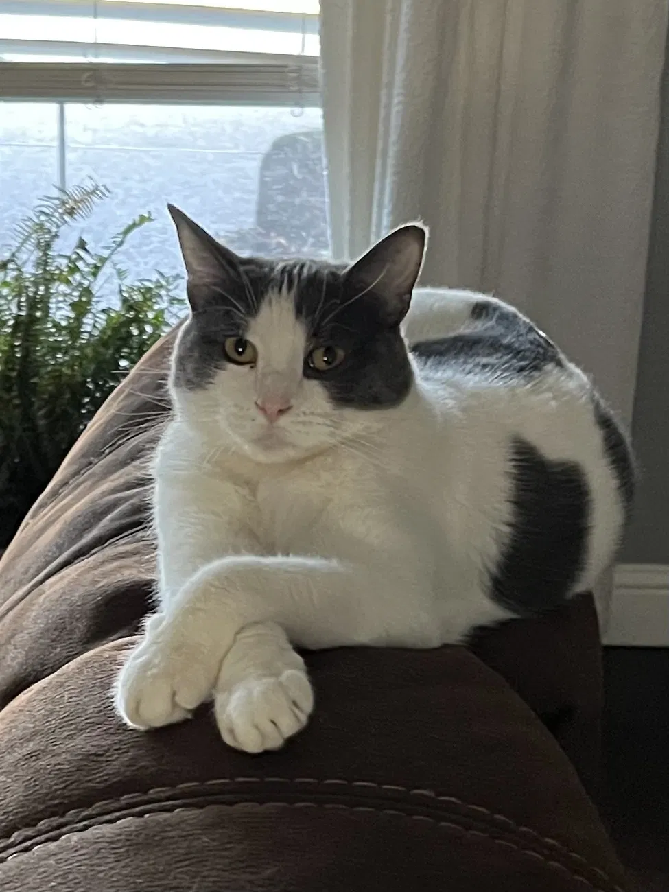 Lost cat in Plano, TX, 75025