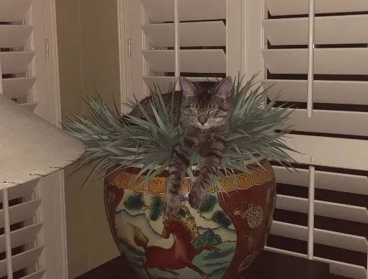 Lost cat in Dallas, TX, 75287
