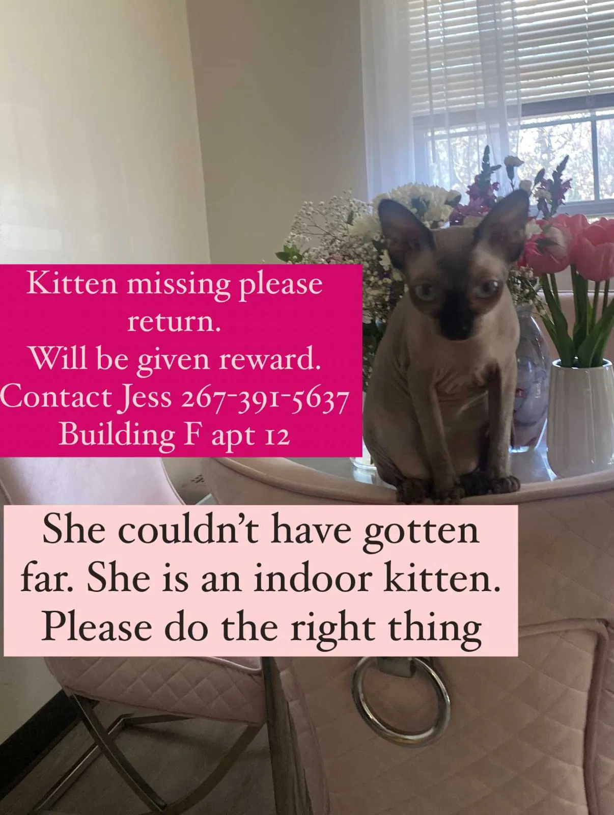 Lost cat in Croydon, PA, 19021