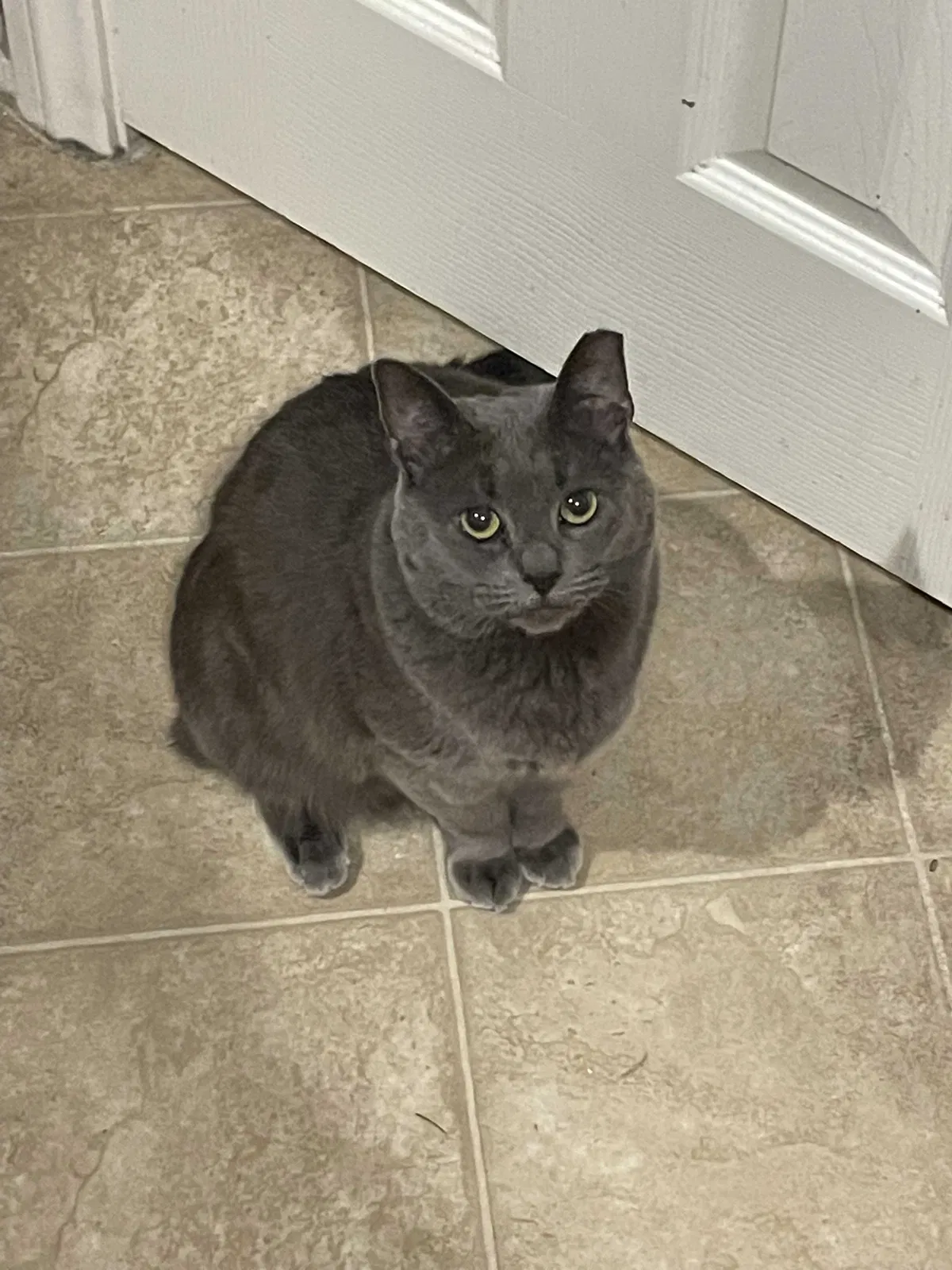 Lost cat in Las Vegas, NV, 89178