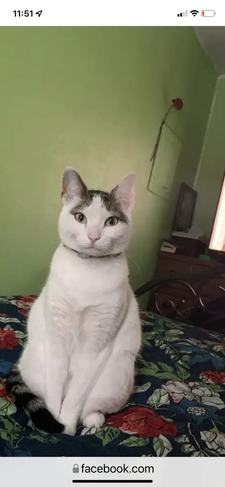 Lost cat in Baton Rouge, LA, 70810