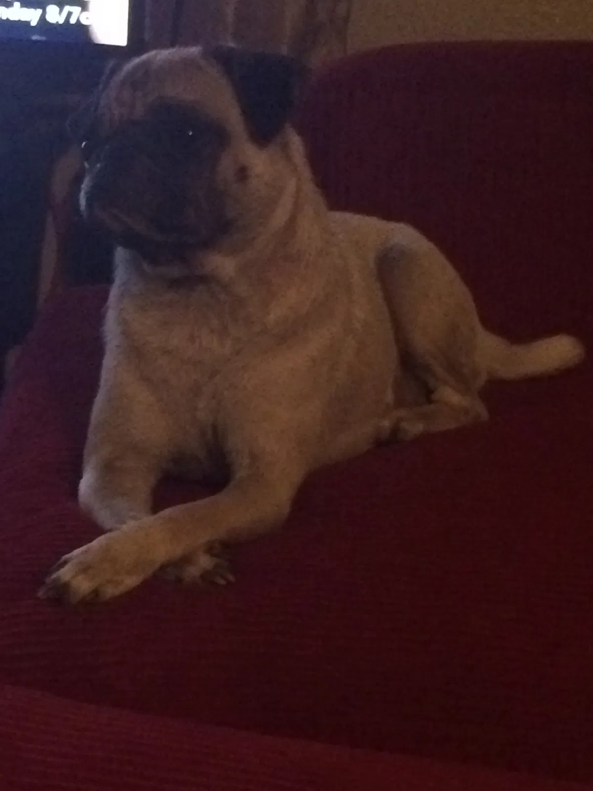Lost dog in San Antonio, TX, 78221