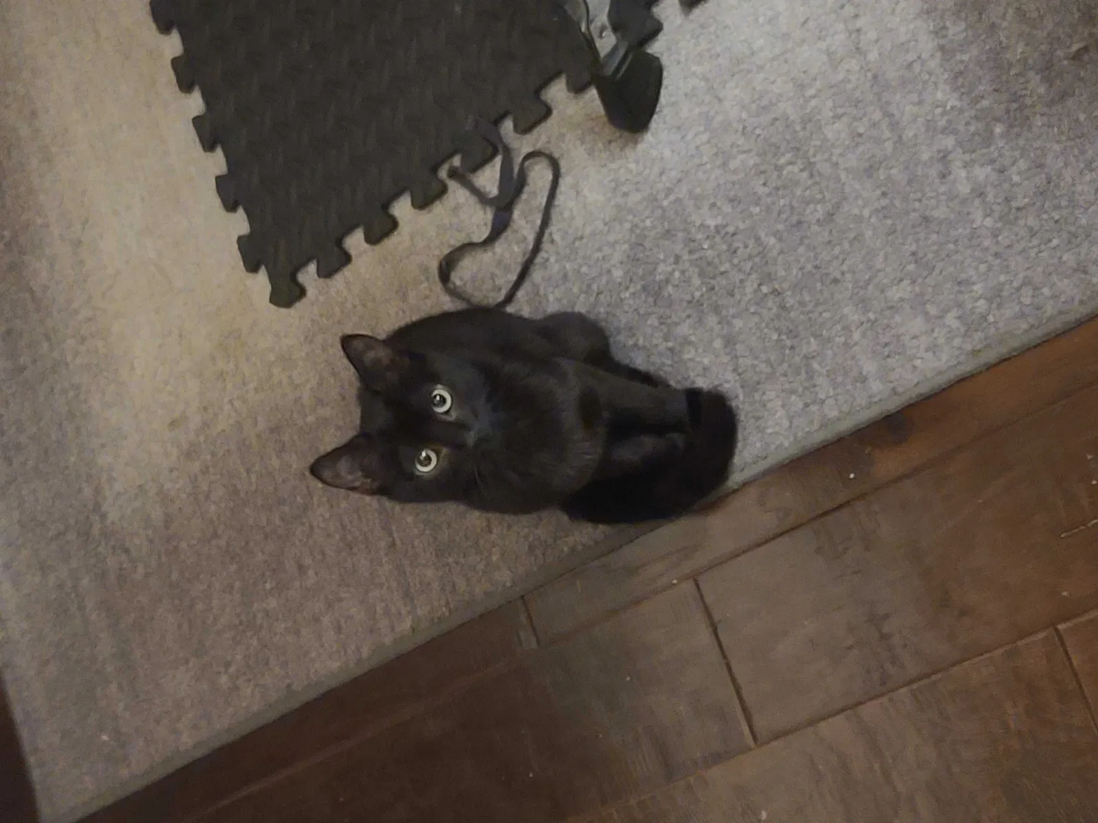 Lost cat in Palos Verdes Peninsula, CA, 90274