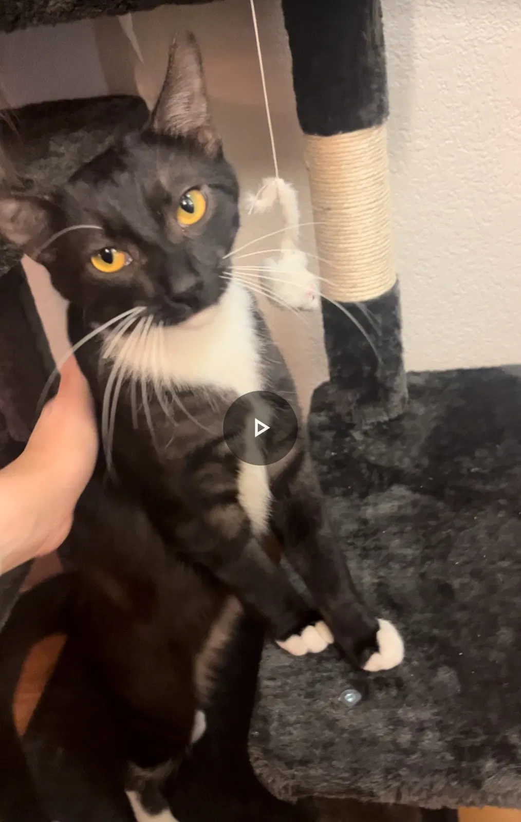 Lost cat in Santa Rosa, CA, 95403