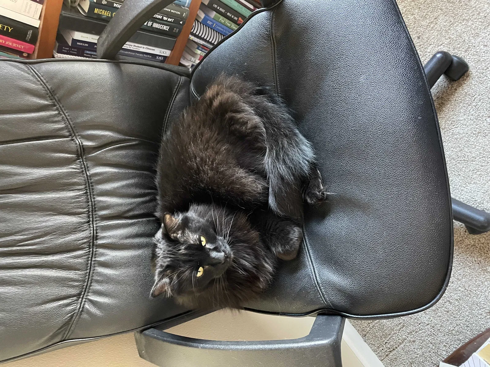 Lost cat in Pleasant Hill, IA, 50327