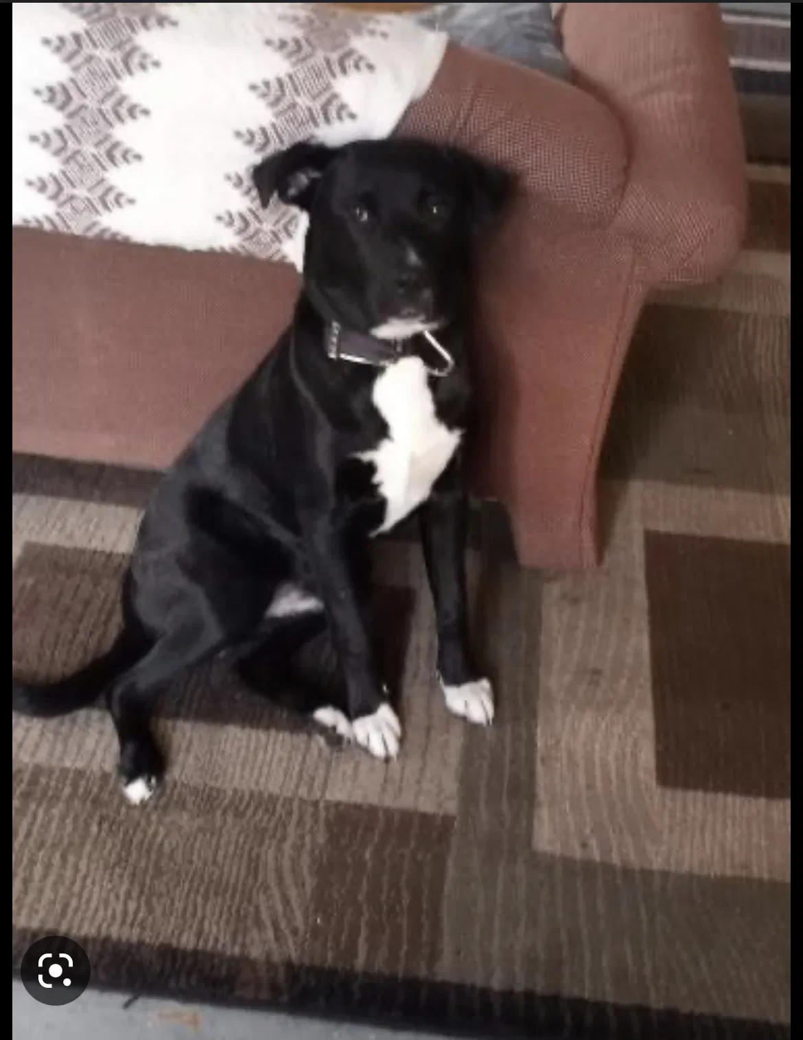 Lost dog in Boone, IA, 50036