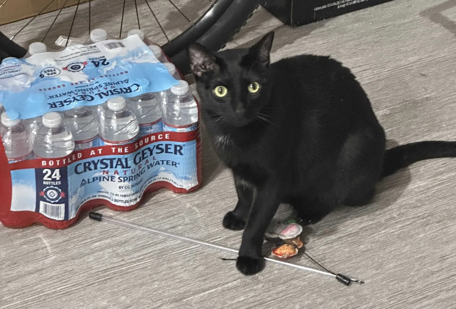 Lost cat in Little Elm, TX, 75068