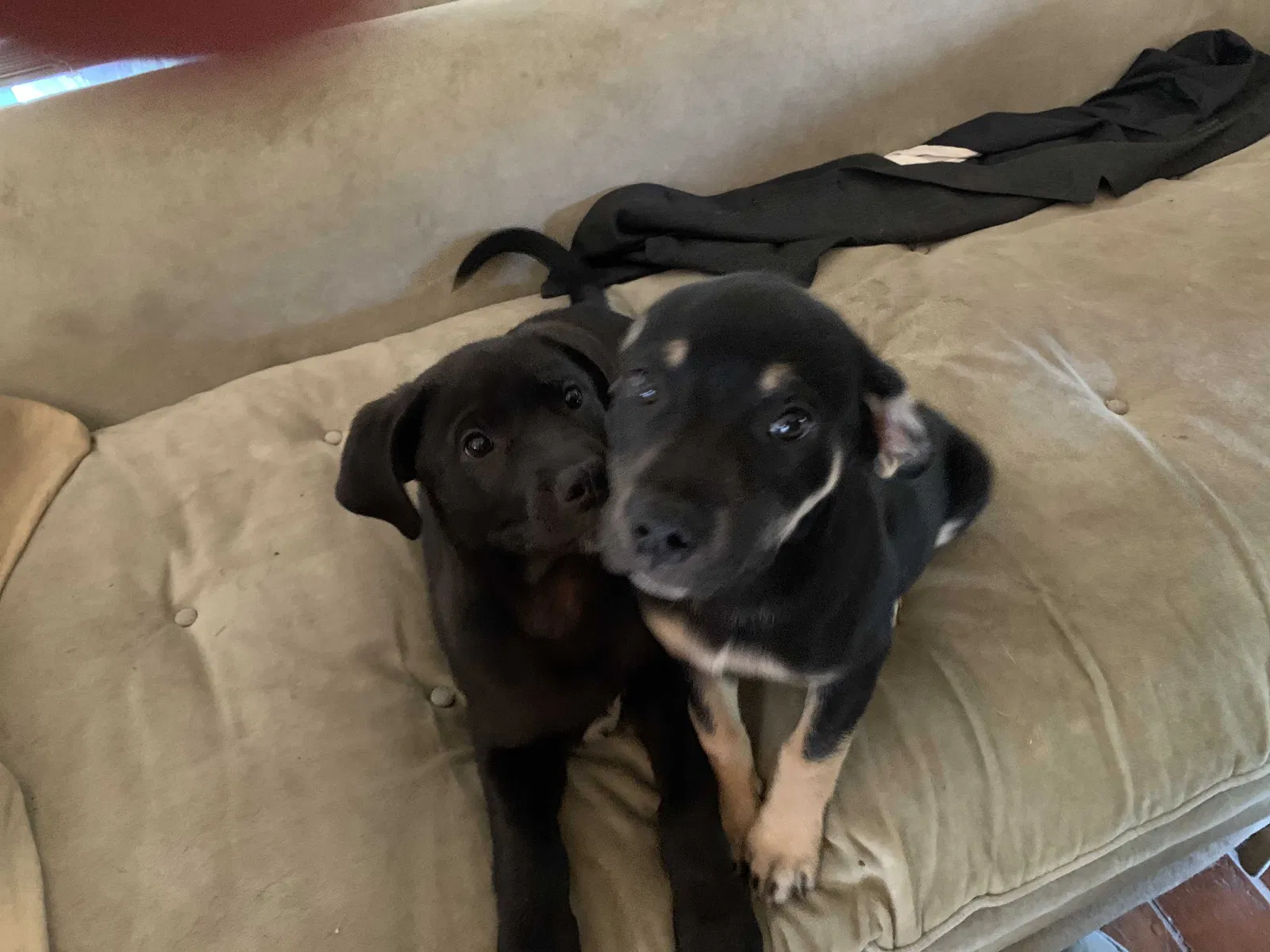 Lost dog in Kerrville, TX, 78028