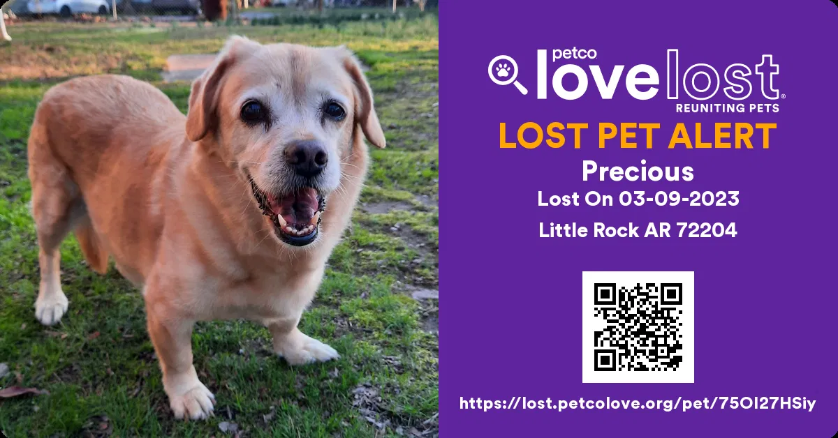 Lost dog in Little Rock, AR, 72204