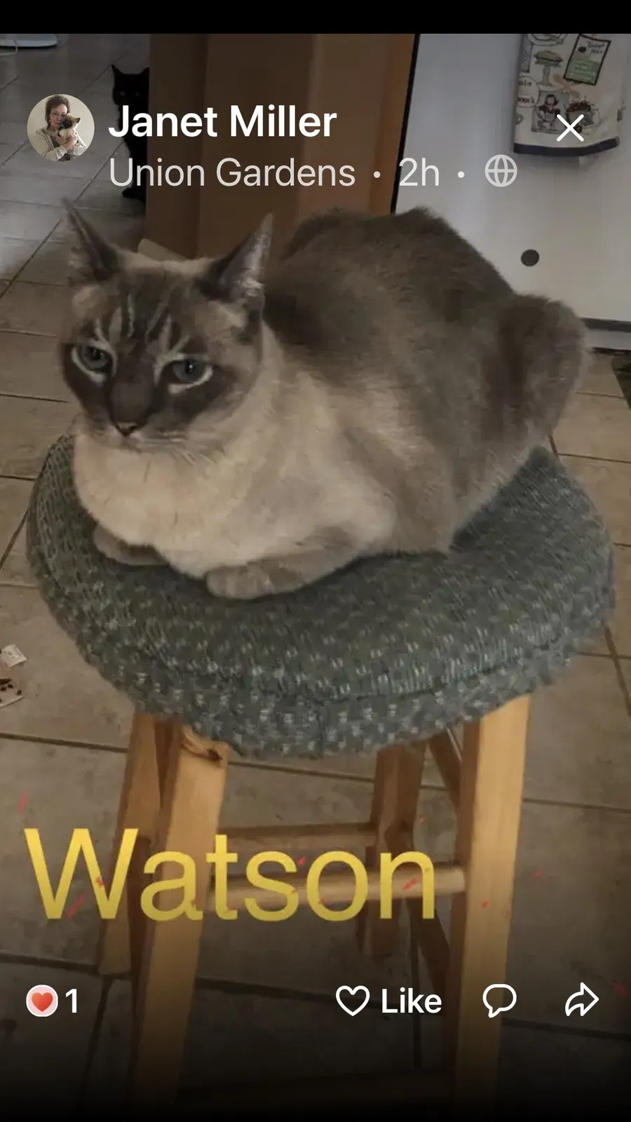 Lost cat in Manteca, CA, 95336