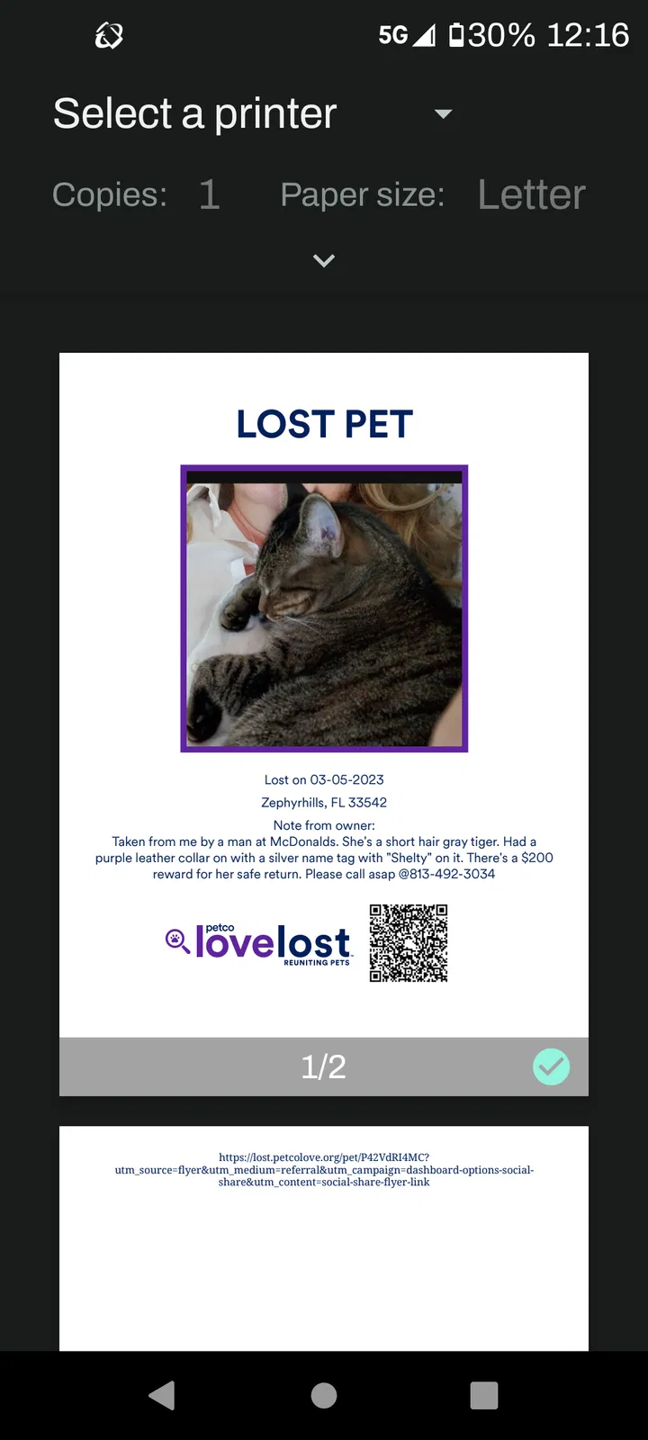 Lost cat in Zephyrhills, FL, 33541