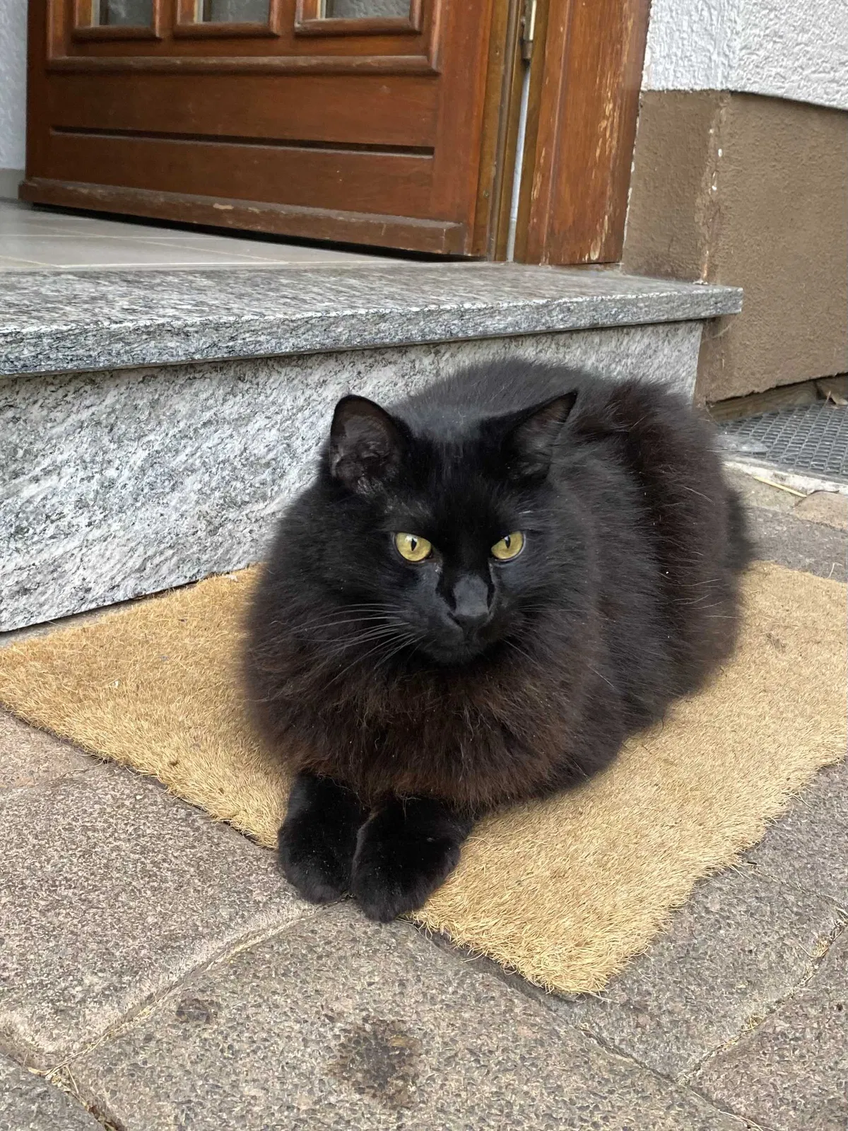 Lost cat in El Paso, TX, 79904