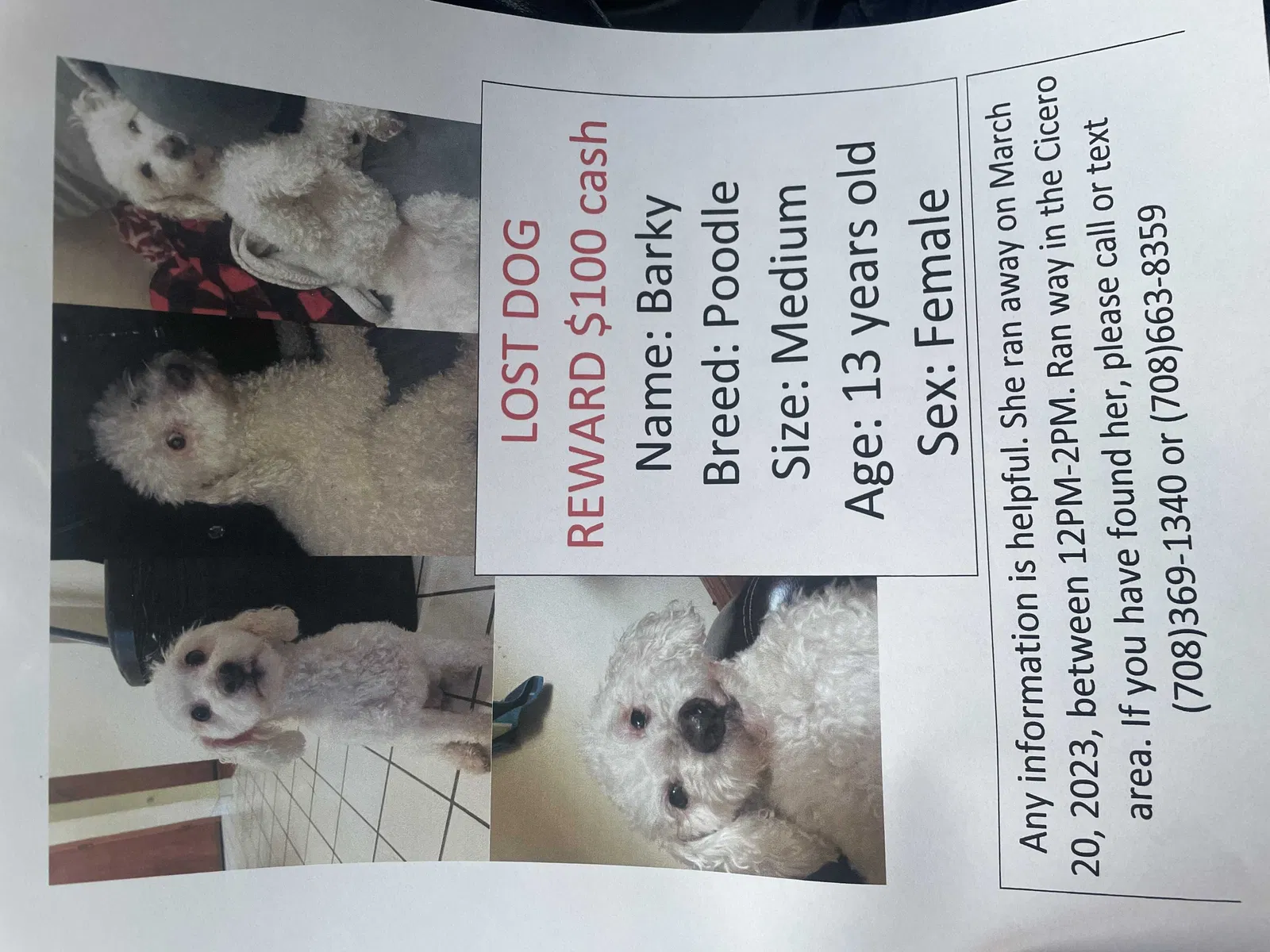 Lost dog in Berwyn, IL, 60402