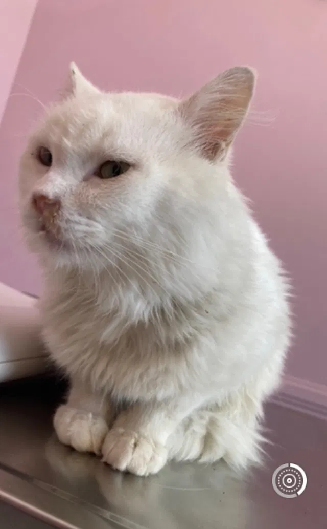 Lost cat in Orangevale, CA, 95662