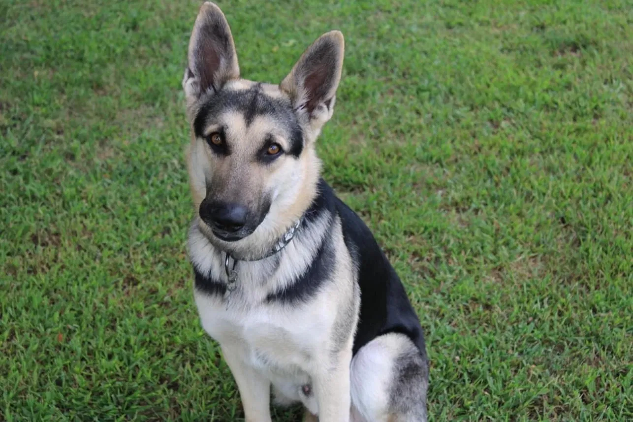 Lost dog in Kearney, NE, 68847