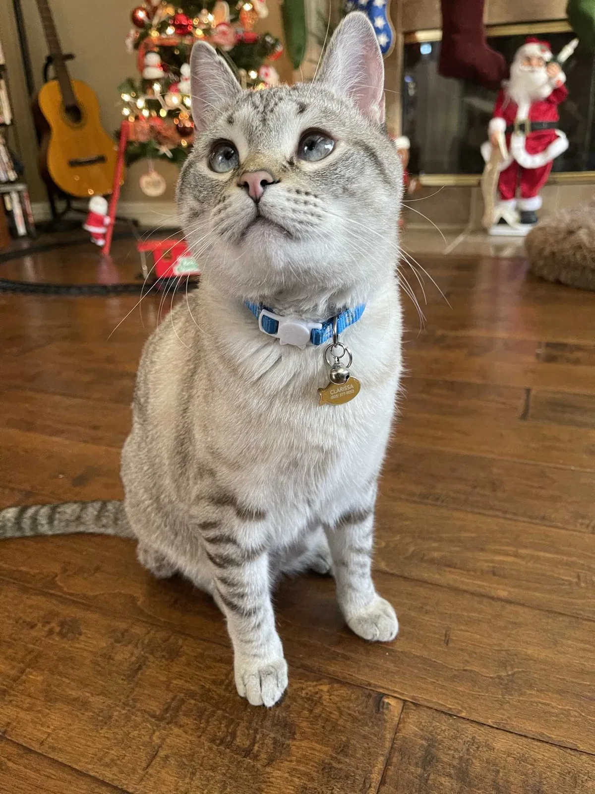 Lost cat in Camarillo, CA, 93010