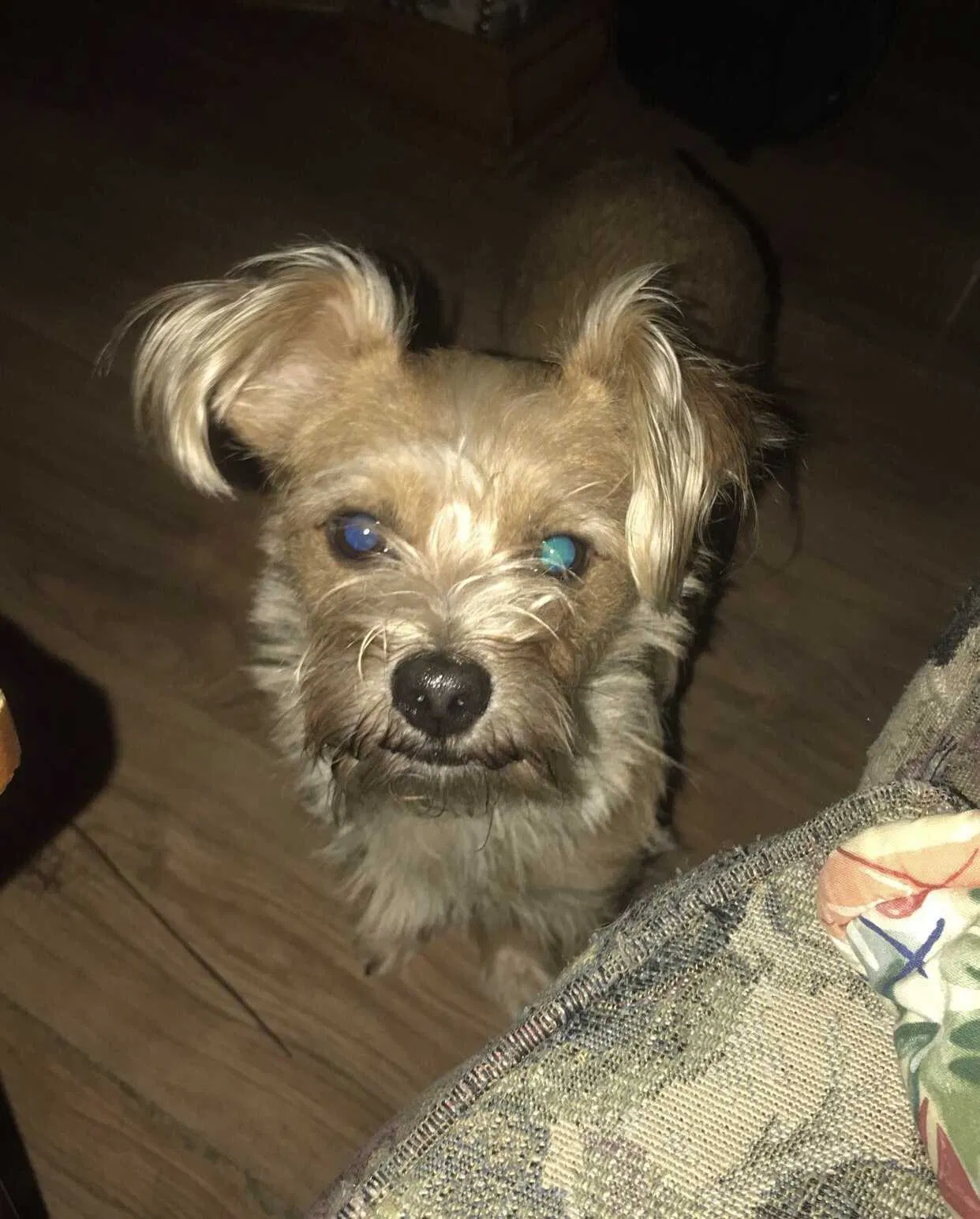 Lost dog in Memphis, TN, 38128