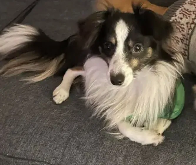Lost dog in Punta Gorda, FL, 33980