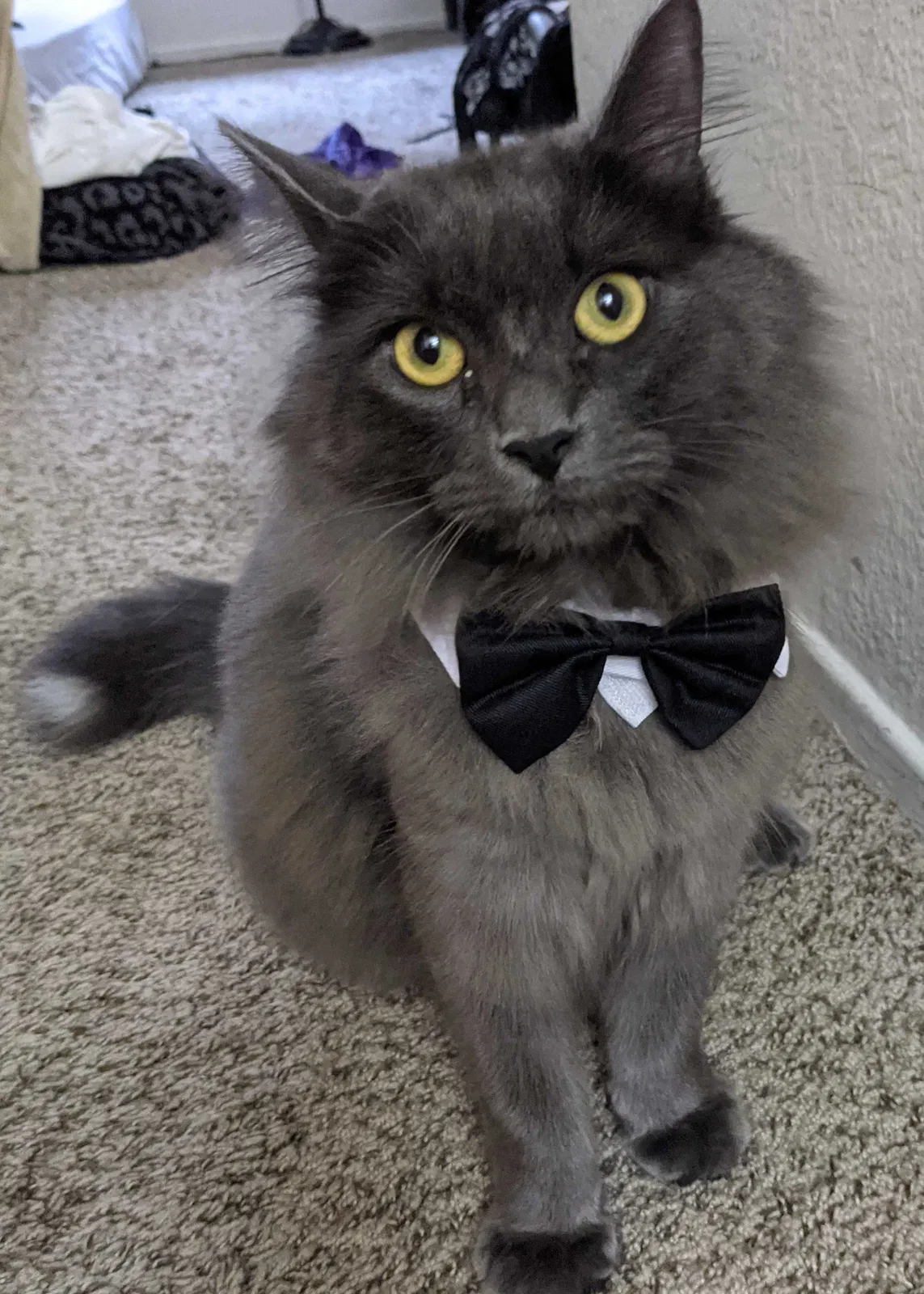 Lost cat in Costa Mesa, CA, 92626