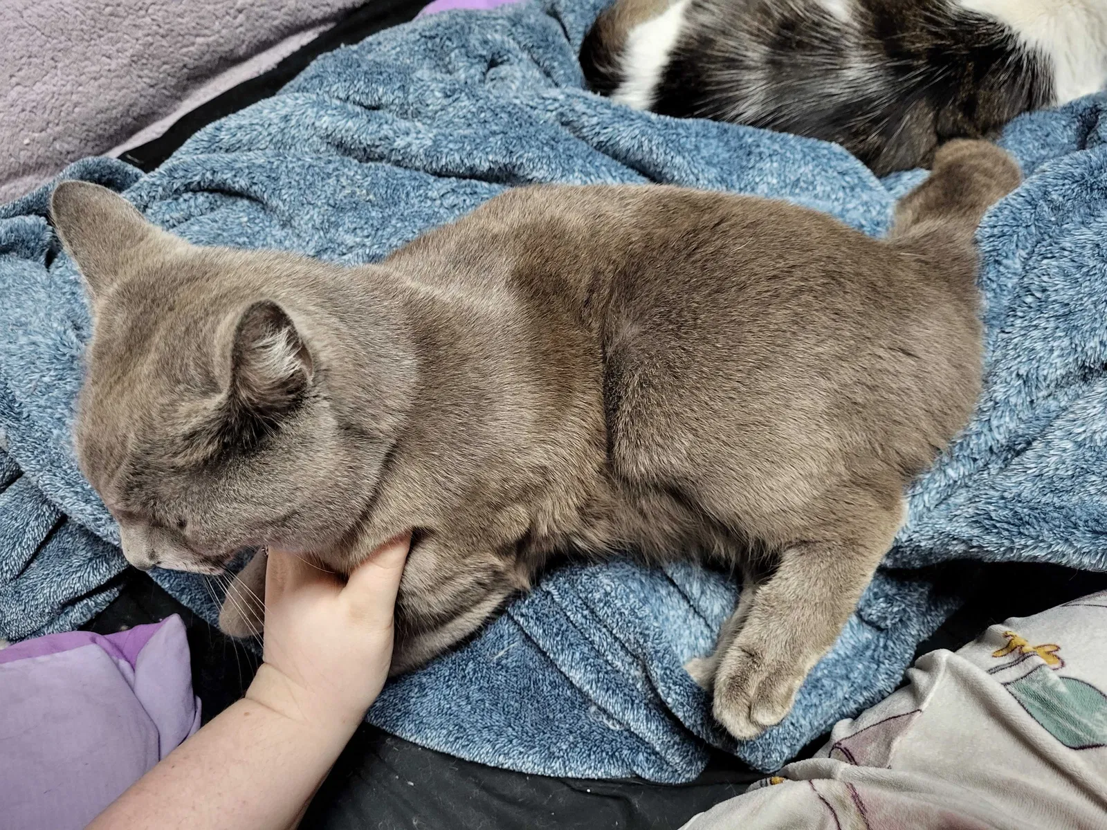 Lost cat in Vancouver, WA, 98682