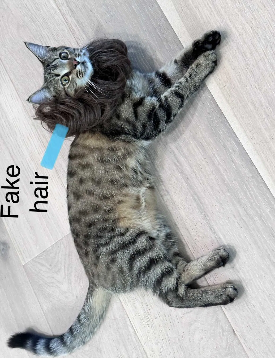 Lost cat in North Port, FL, 34287