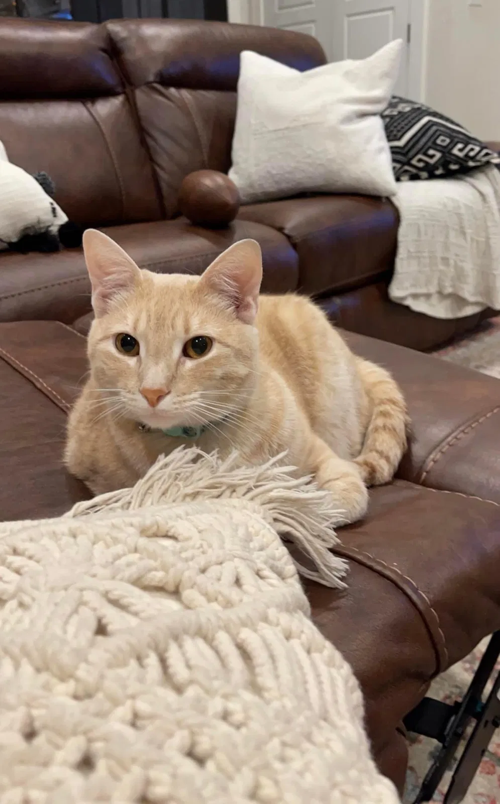 Lost cat in Woodway, TX, 76712