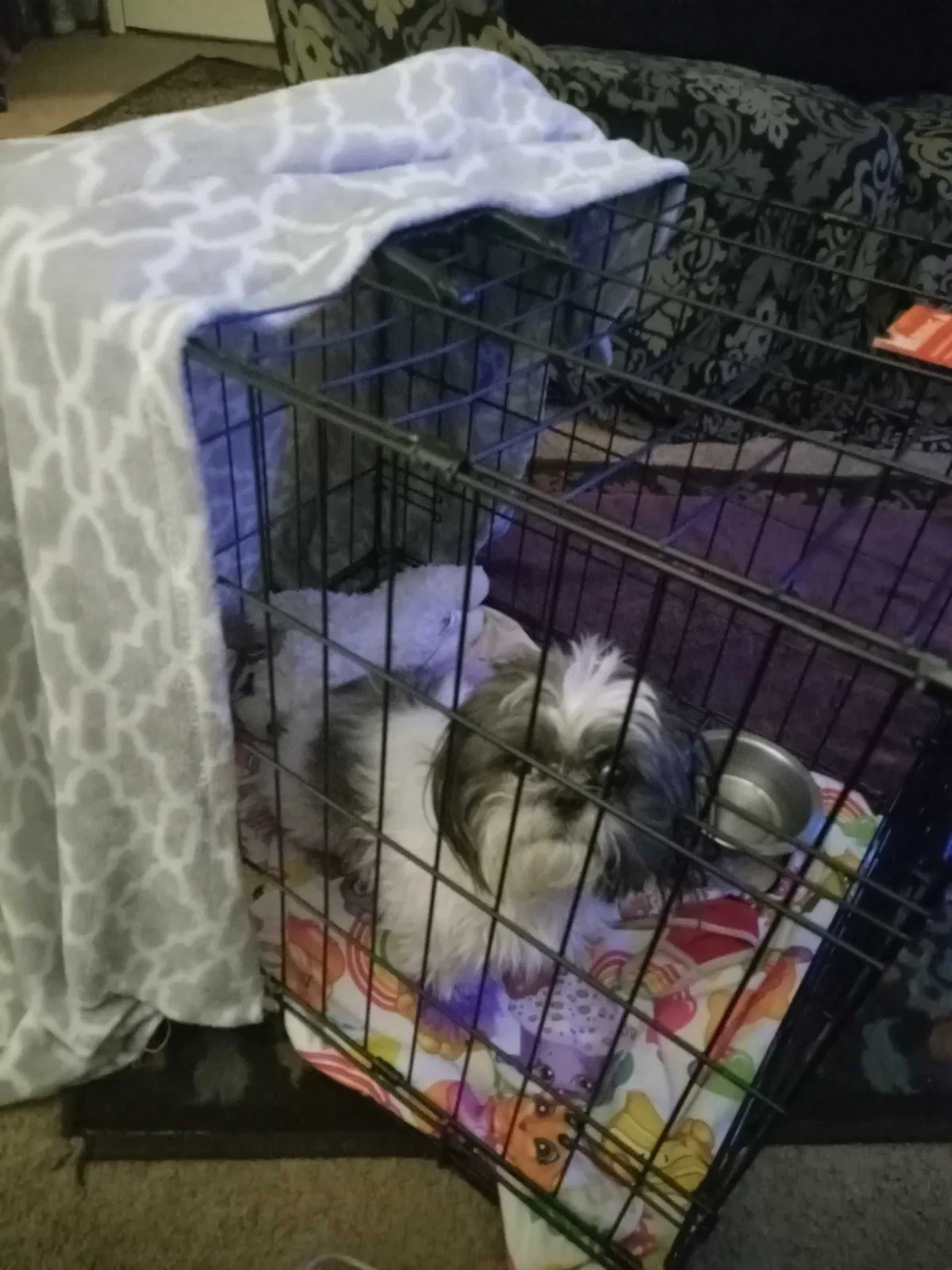 Lost dog in Memphis, TN, 38115