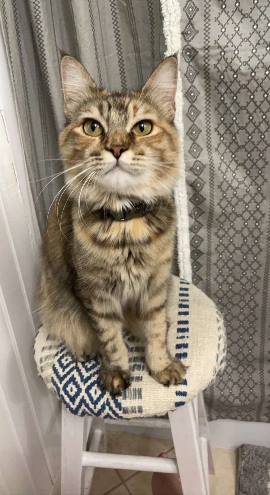 Lost cat in Cape Coral, FL, 33904